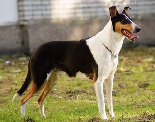 Solar Style Dancing River :: Smooth Collie Database