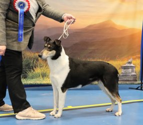 Brackenhaye Heartbreaker At Shandlmain