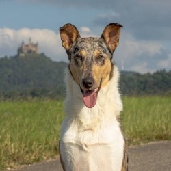 Kalalassie’s Pop Rocks Blue Razz